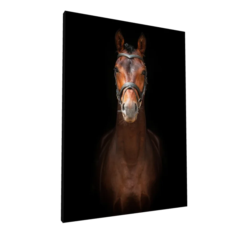 Tablou canvas: Portret Realist de Cal pe Fundal Negru - Image 1