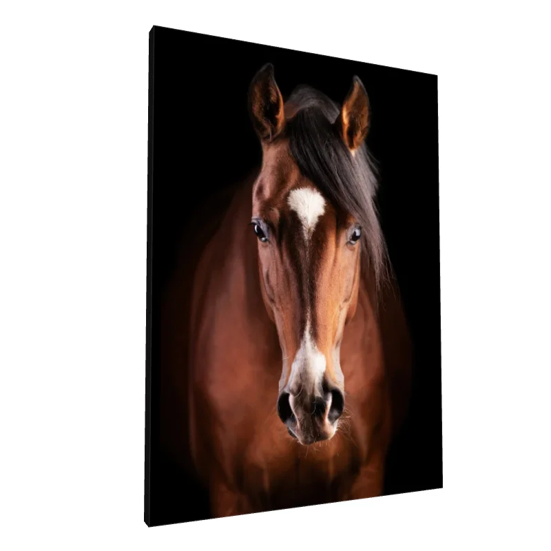 Tablou canvas: Portret Realist de Cal pe Fundal Negru (2)