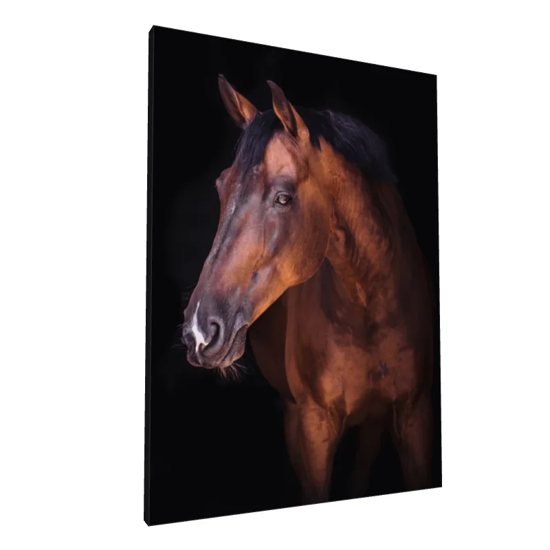 Tablou canvas: Portret Realist de Cal pe Fundal Negru 2 - Image 1