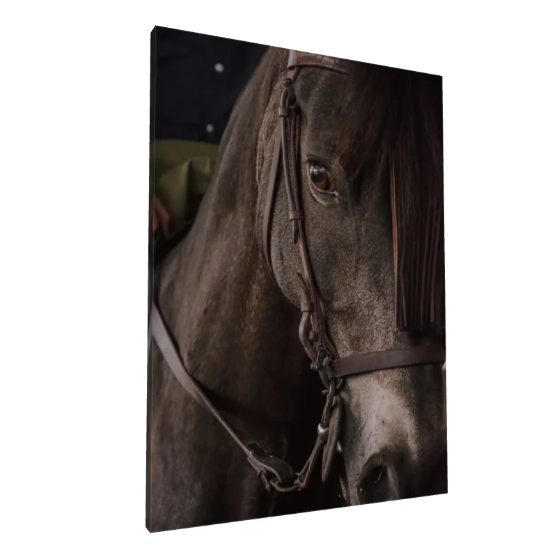 Tablou canvas: Portret Cal în Detaliu