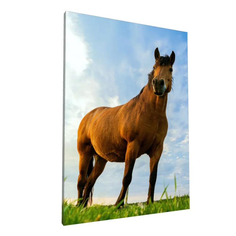 Tablou canvas: Cal Majestuos în Peisaj Rural