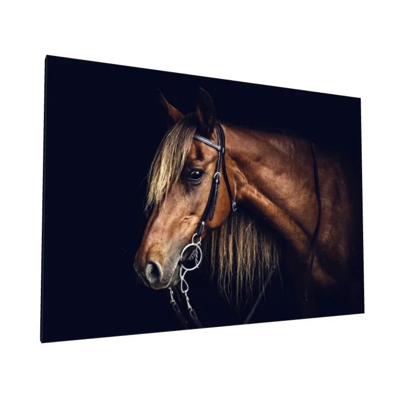 Tablou canvas: Portret de Cal în Iluminare Dramatică