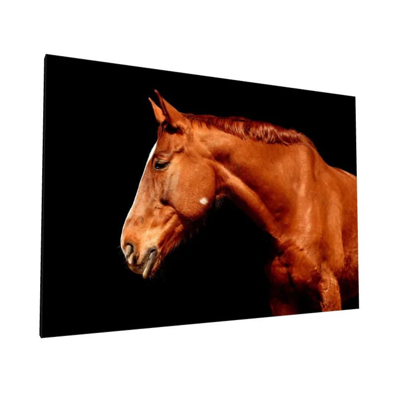 Tablou canvas: Portret de Cal pe Fundal Negru - Image 1