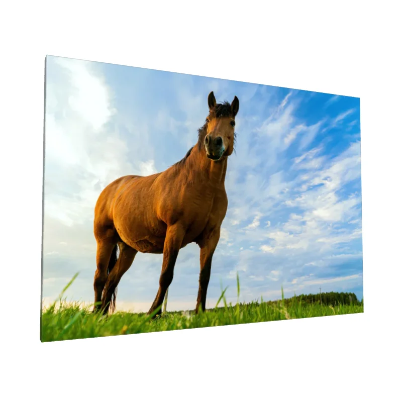 Tablou canvas: Cal în Peisaj Rural Sub Cer Albastru - Image 1