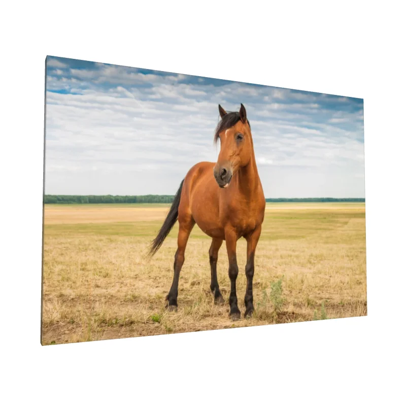 Tablou canvas: Cal pe Câmpie Sub Cer Albastru - Image 1