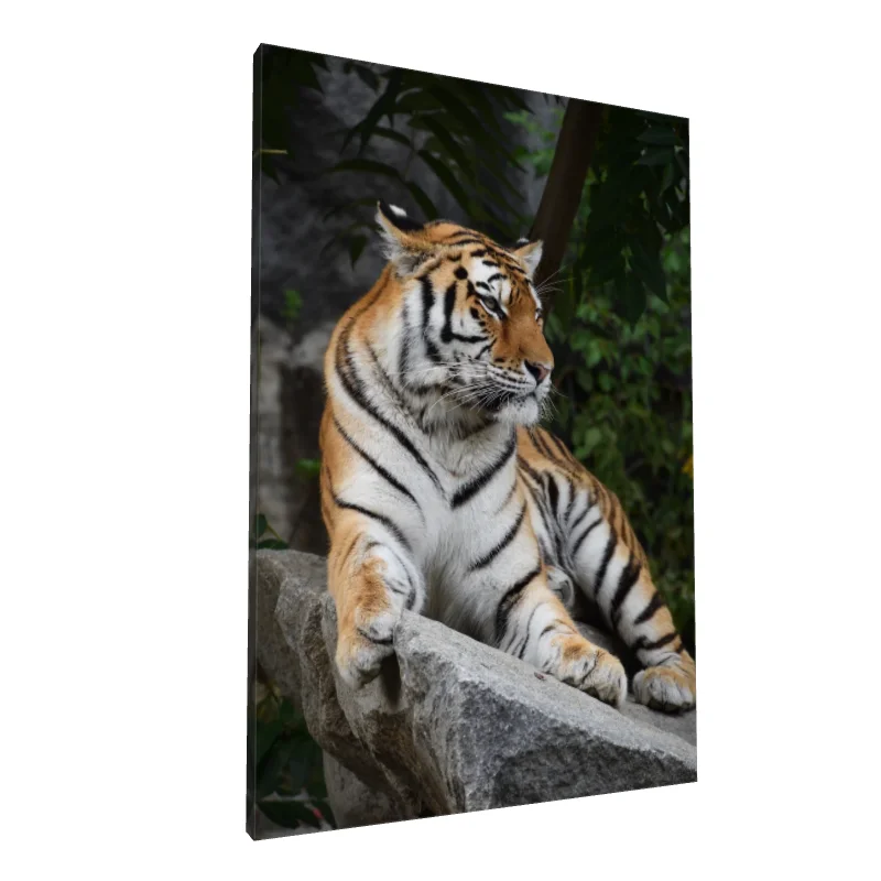 Tablou canvas: Tigru Bengal în Relaxare Naturală - Image 1