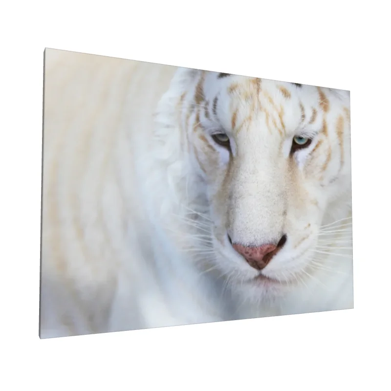 Tablou canvas: Portret de Tigru Alb în Detalii Fine