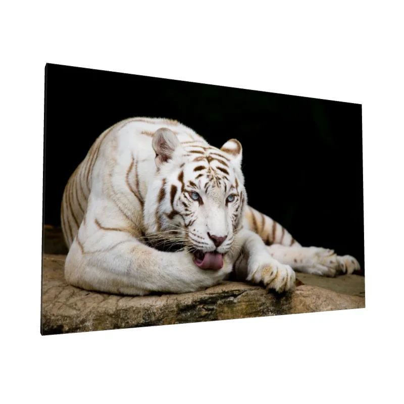 Tablou canvas: Tigru Alb Odihnindu-se pe Stâncă