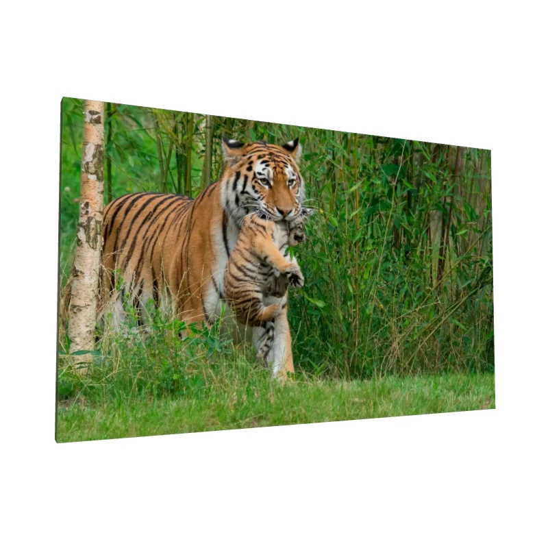 Tablou canvas: Tigru cu Pui Printre Bambus