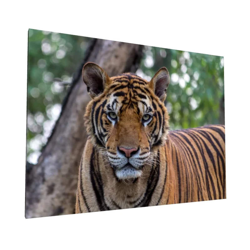 Tablou canvas: Portret Realist de Tigru în Natură