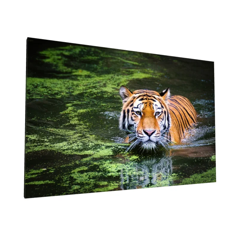 Tablou canvas: Tigru Majestic Înotând în Apă