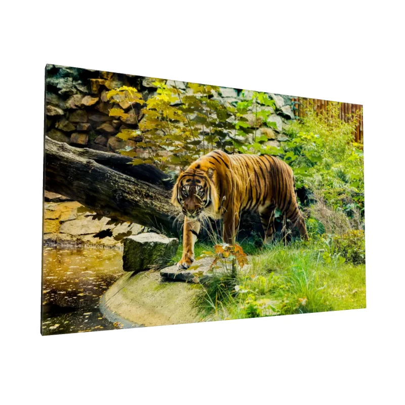 Tablou canvas: Tigru în Habitat Natural