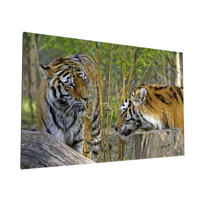 Tablou canvas: Tigrii în Habitatul Natural