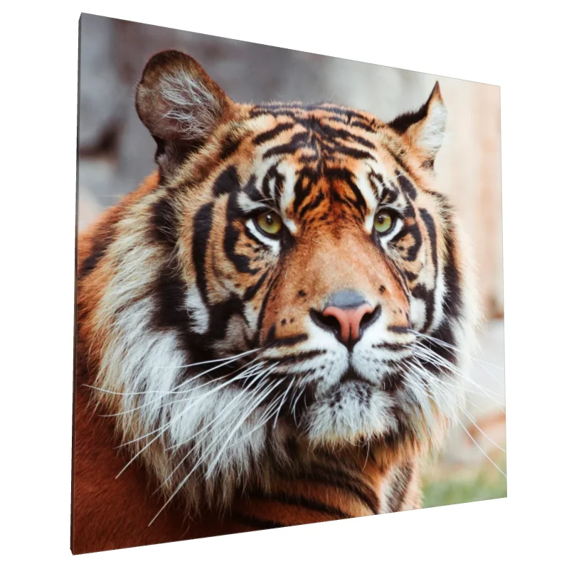 Tablou canvas: Portret de Tigru Impunător în Detaliu