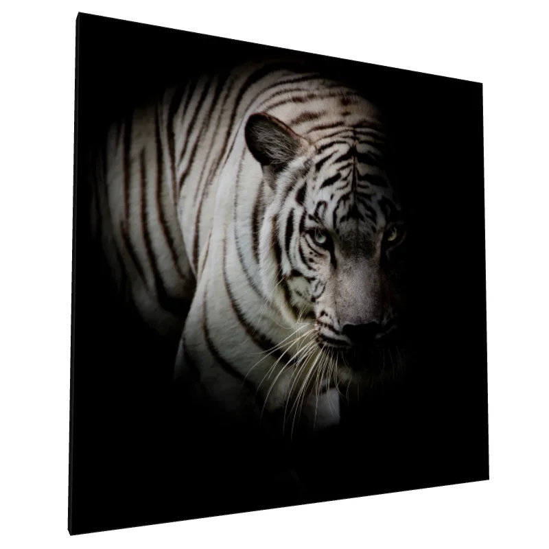 Tablou canvas: Tigru Alb în Umbre Profunde - Image 1