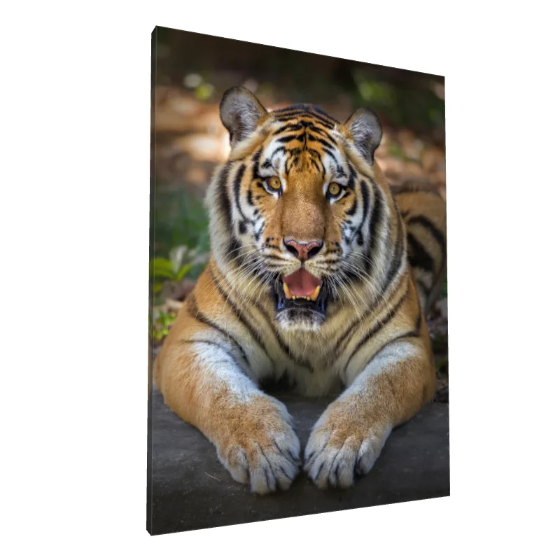 Tablou canvas: Portret Realist de Tigru în Natură (2) - Image 1