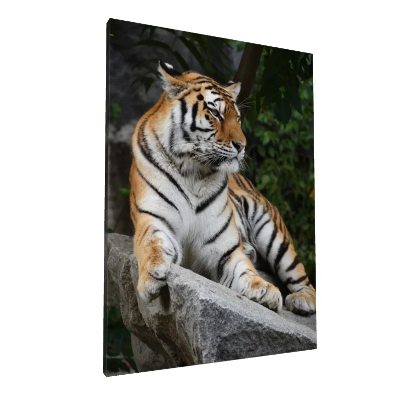Tablou canvas: Tigru Regal pe Stâncă