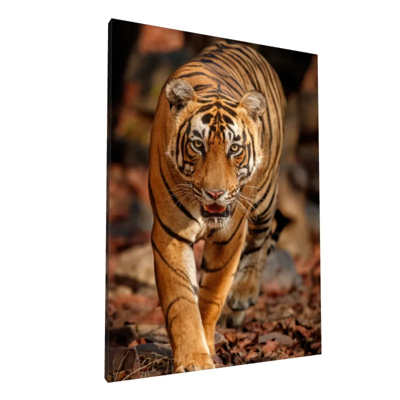 Tablou canvas: Tigru în Habitalul Natural