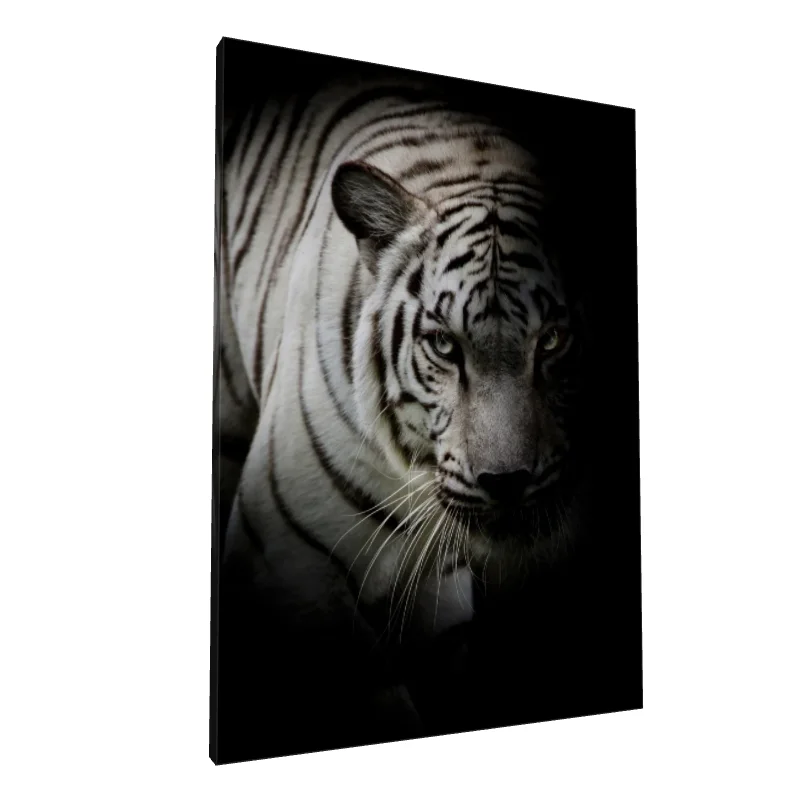 Tablou canvas: Portret de Tigru Alb în Semi-Umbră - Image 1