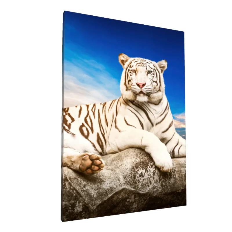 Tablou canvas: Tigru Alb Pe Fundal de Cer Albastru