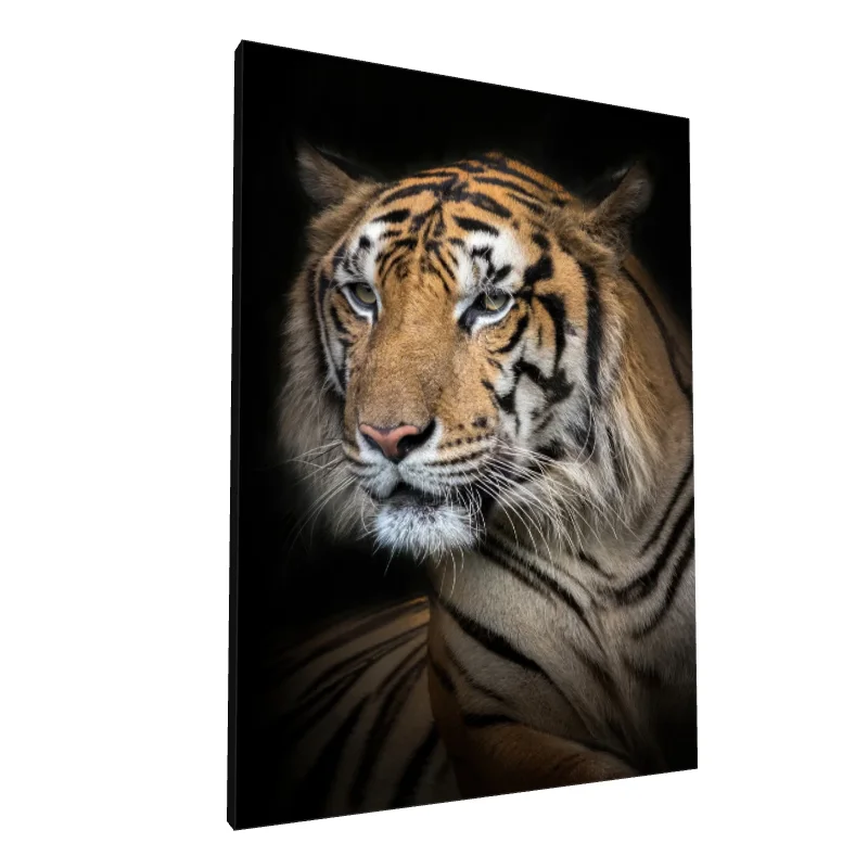 Tablou canvas: Portret Realist de Tigru în Fundal Întunecat - Image 1