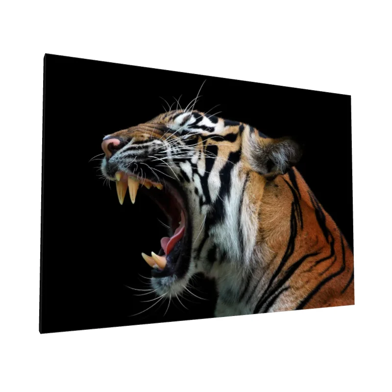 Tablou canvas: Portret Tigrat pe Fundal Negru - Image 1