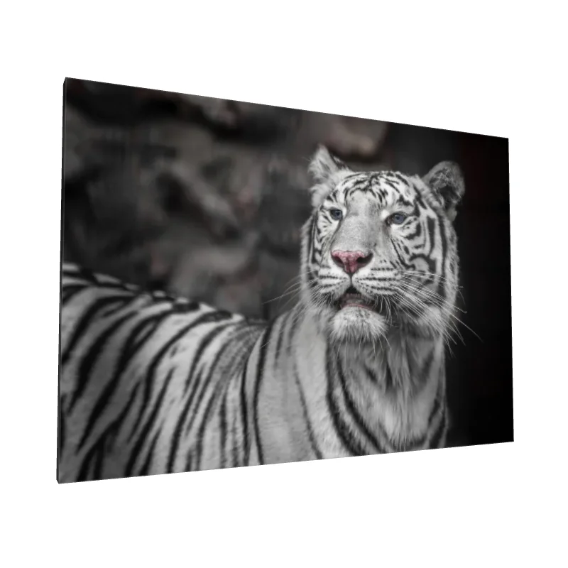 Tablou canvas: Portret de Tigru Alb în Detalii Fine 2