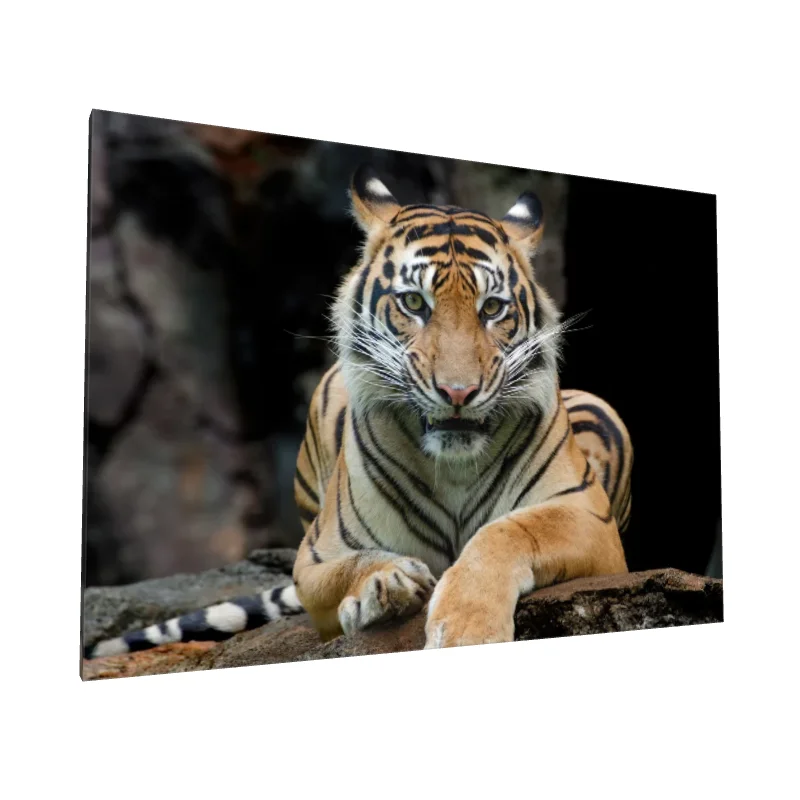 Tablou canvas: Portret Regal de Tigru în Mediu Natural - Image 1