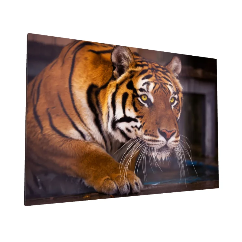 Tablou canvas: Tigru în Prim Plan cu Privire Pătrunzătoare - Image 1