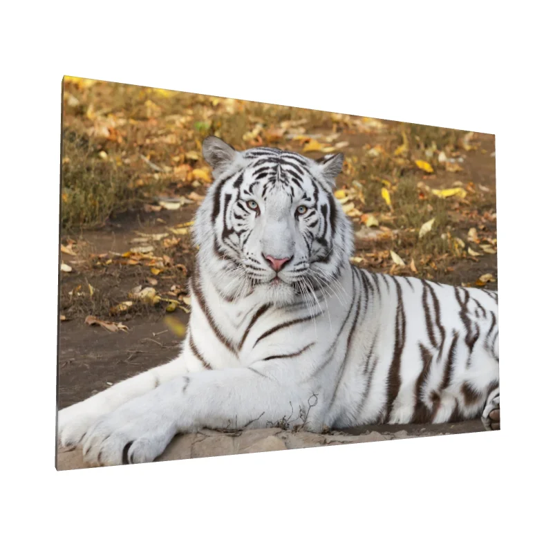 Tablou canvas: Tigru Alb în Peisaj de Toamnă