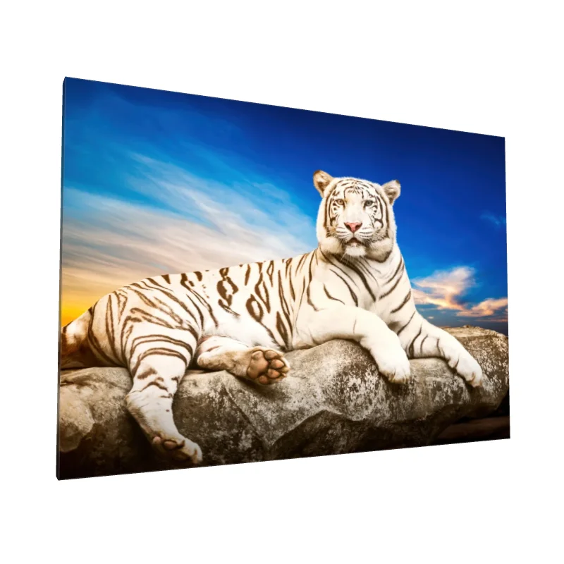 Tablou canvas: Tigru Alb Pe Stâncă la Apus - Image 1