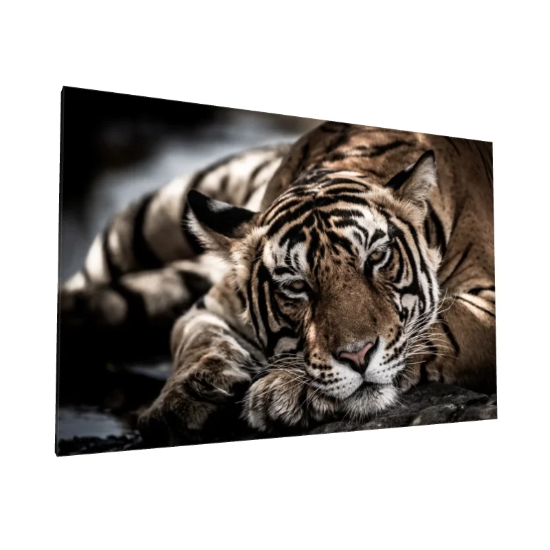 Tablou canvas: Tigru Majestic odihnindu-se în Lumină - Image 1