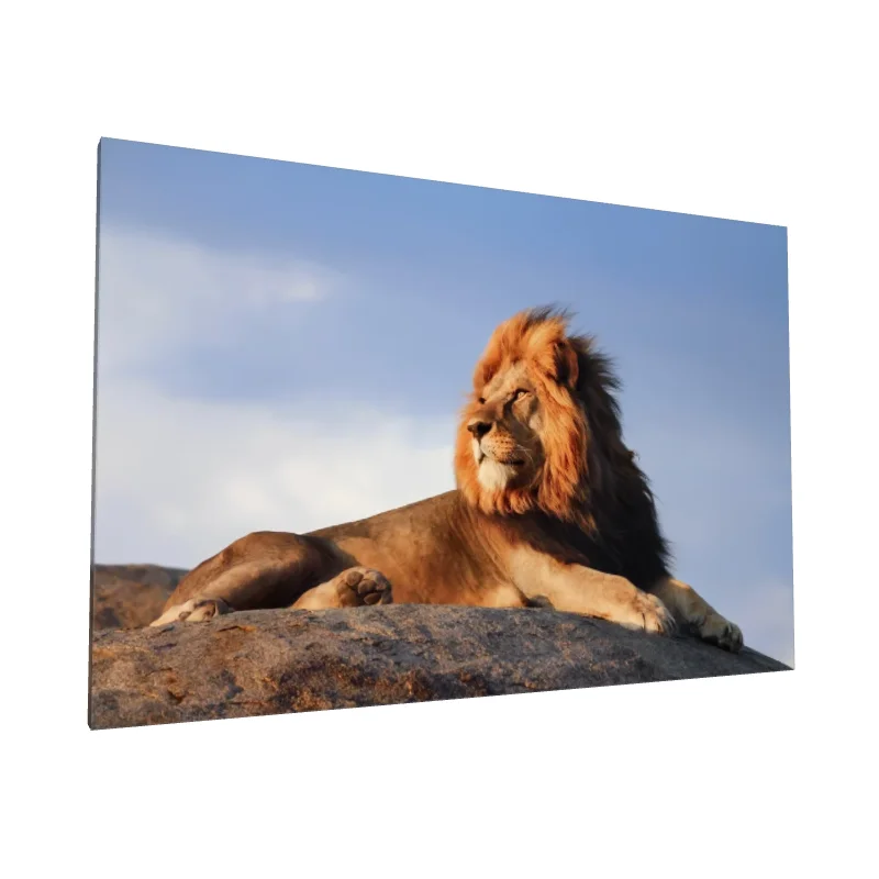 Tablou canvas: Leu Majestic sub Cer Senin - Image 1