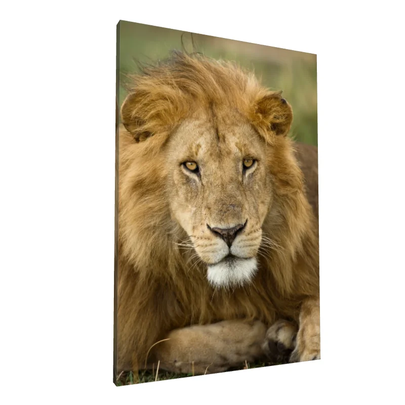 Tablou canvas: Portret de Leu Regal în Prim-Plan