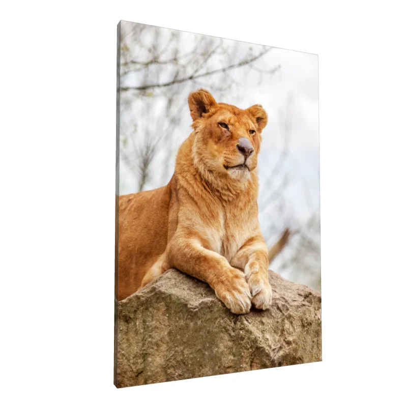 Tablou canvas: Leoaică Majestuoasă pe Stâncă