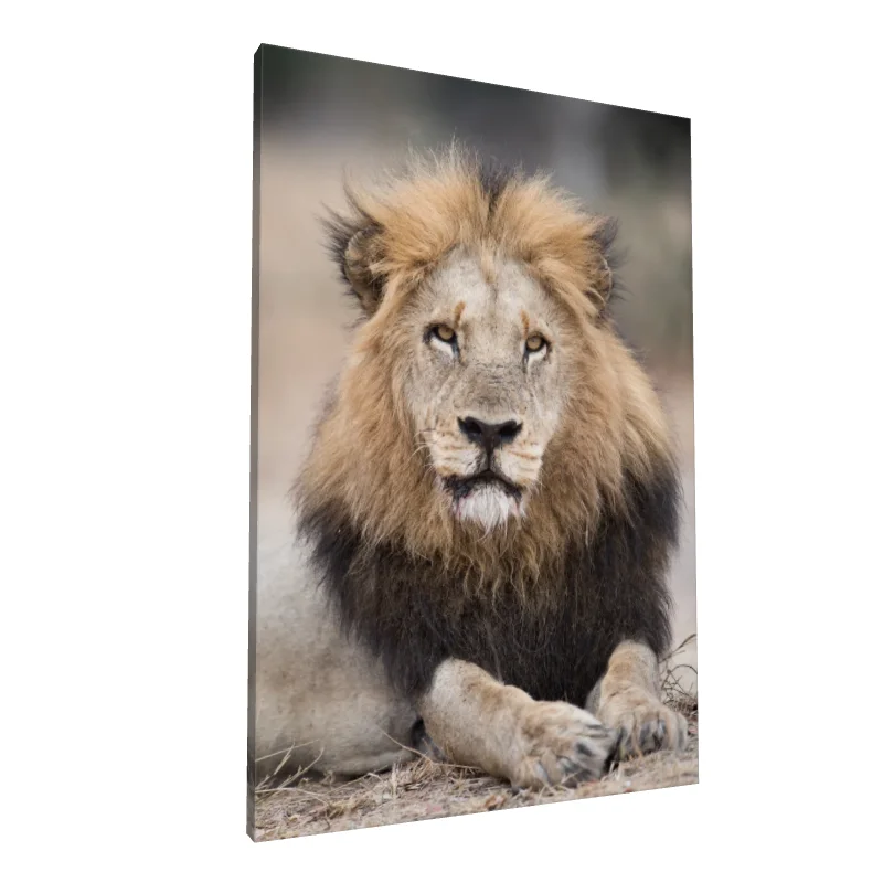 Tablou canvas: Portret de Leu în Savana Africană - Image 1