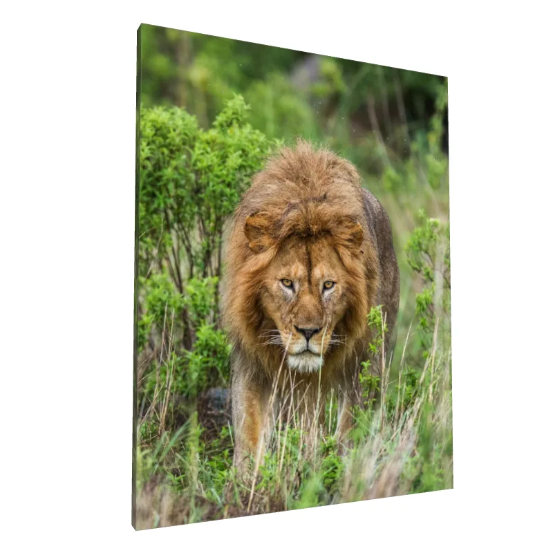 Tablou canvas: Leu în Timpul Vânătorii