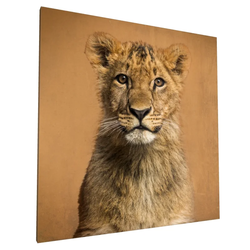 Tablou canvas: Portret de Leu Tânăr pe Fundal Ocru - Image 1