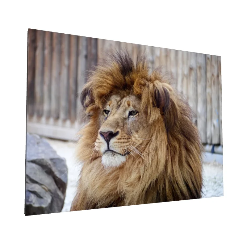 Tablou canvas: Portret Majestic de Leu în Detaliu - Image 1