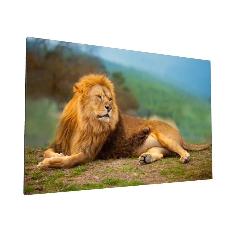 Tablou canvas: Leu Majestuos în Peisaj Natural - Image 1