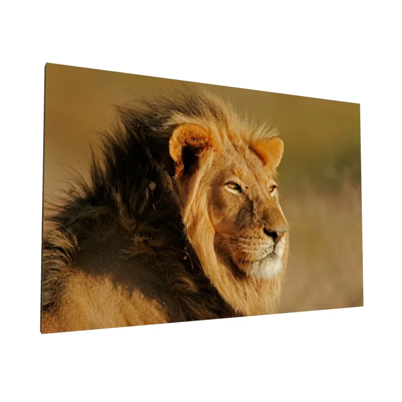 Tablou canvas: Portret de Leu în Lumină Caldă - Image 1