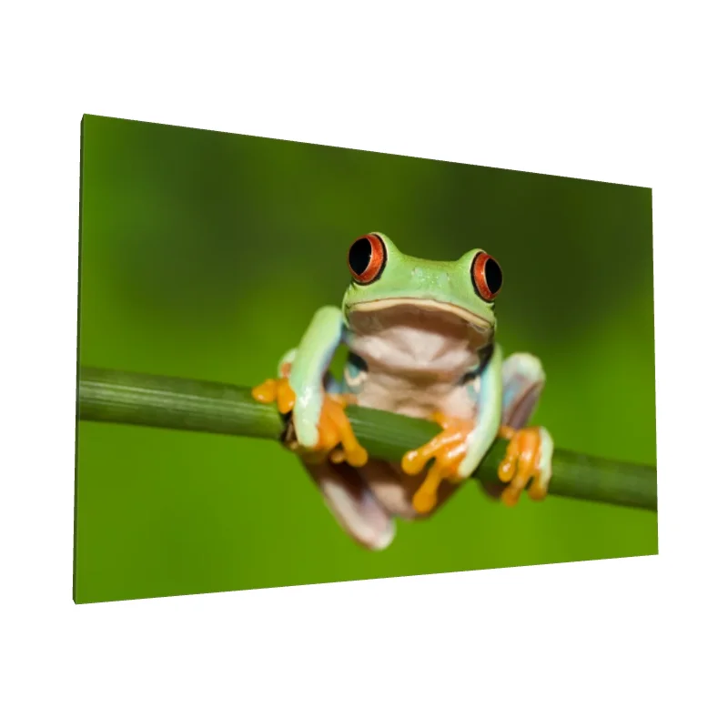 Tablou canvas: Broasca cu Ochi Roșii pe Ramură - Image 1