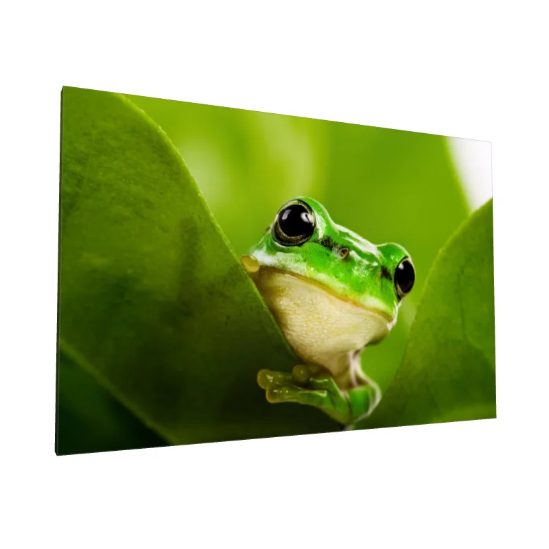 Tablou canvas: Broască Verde printre Frunze - Image 1