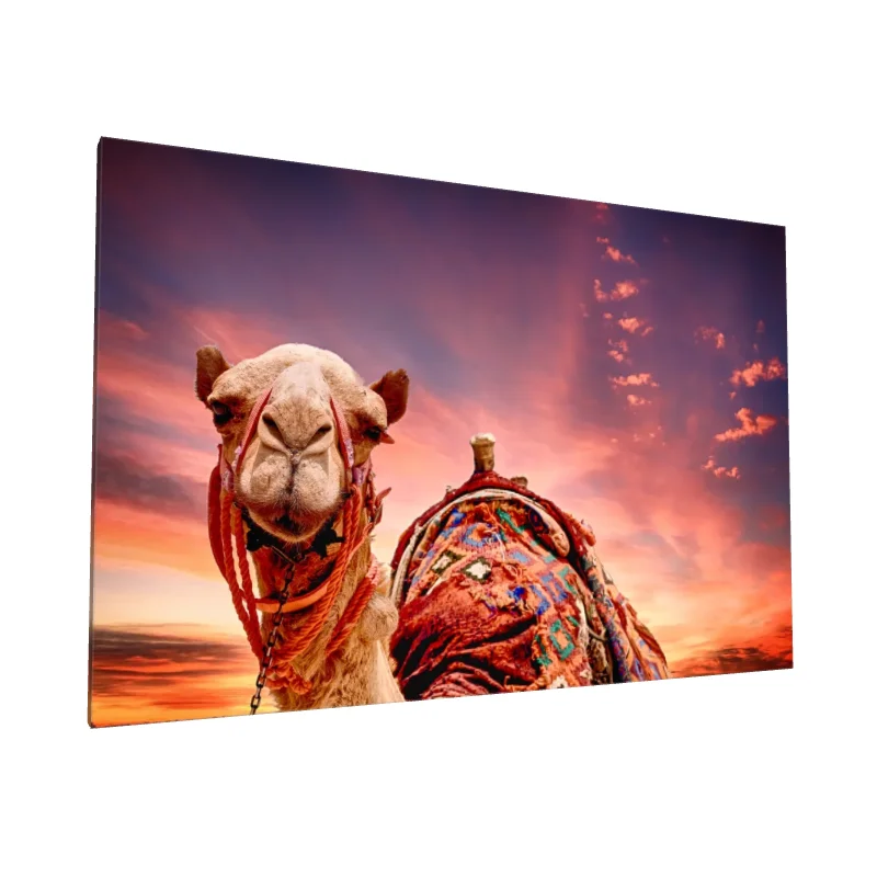 Tablou canvas: Cămilă Decorată la Apus - Image 1