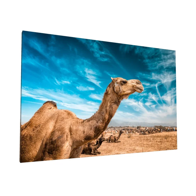 Tablou canvas: Cămilă în Deșert sub Cer Albastru