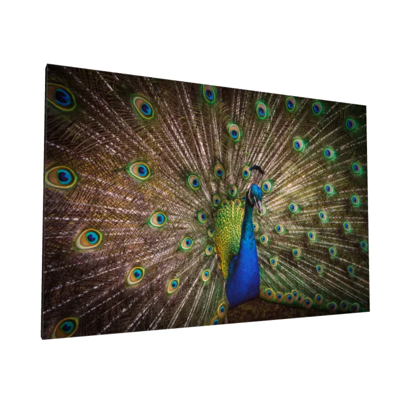 Tablou canvas: Portret de Păun cu Penaj Desfăcut