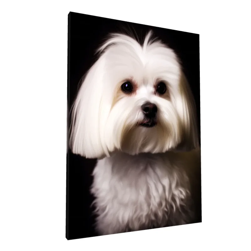 Tablou canvas: Portret Câine Maltese Alb Pe Fundal Negru - Image 1