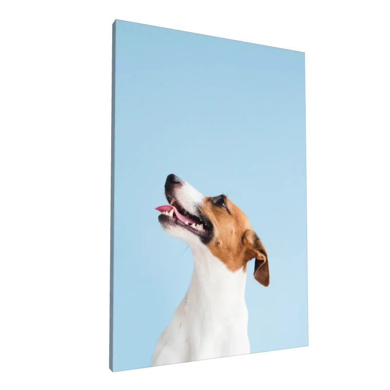 Tablou canvas: Câine Fericit pe Fundal Albastru