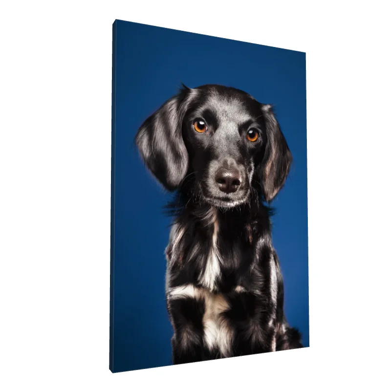 Tablou canvas: Portret Câine pe Fundal Albastru