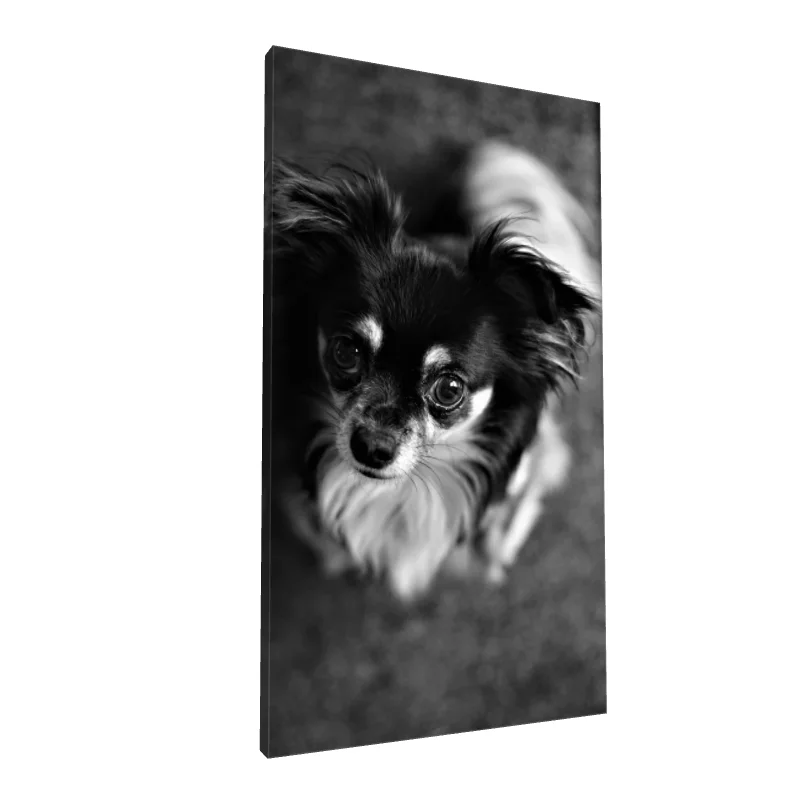 Tablou canvas: Portret Câine în Alb-Negru